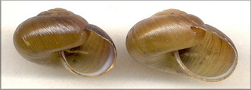 Mesomphix vulgatus & Mesomphix globosus comparison