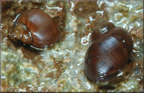 Echinolittorina mespillum (Mhlfeld, 1824) Brown Periwinkle