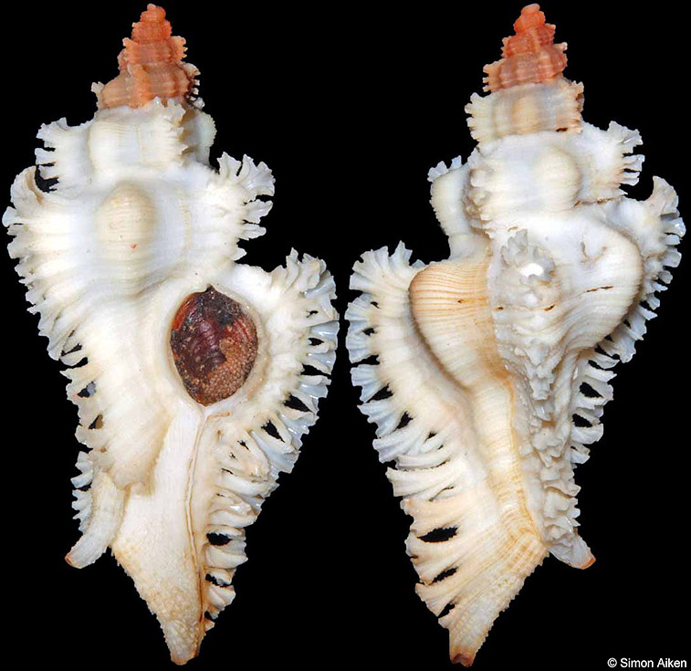 Chicoreus fosterorum Houart, 1989