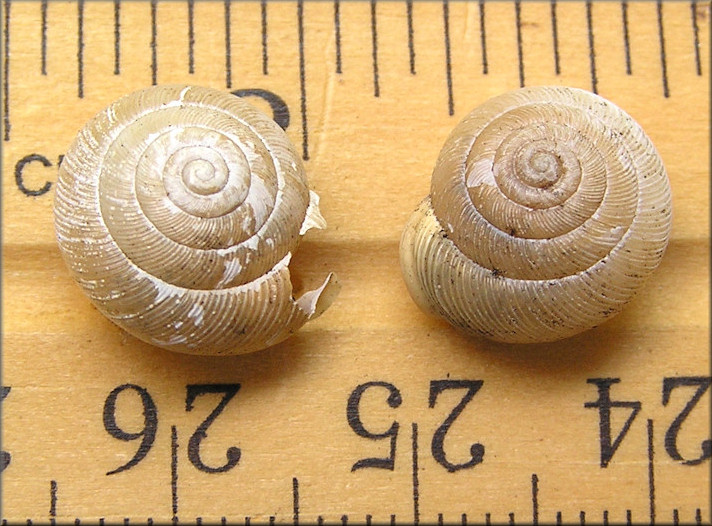 Triodopsis messana Hubricht, 1952 Pinhole Three-tooth Sinistral