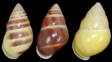 Amphidromus metabletus von Moellendorff, 1900