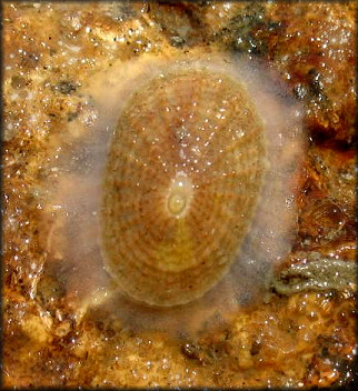 Diodora meta (von Ihering, 1927) Meta Keyhole Limpet