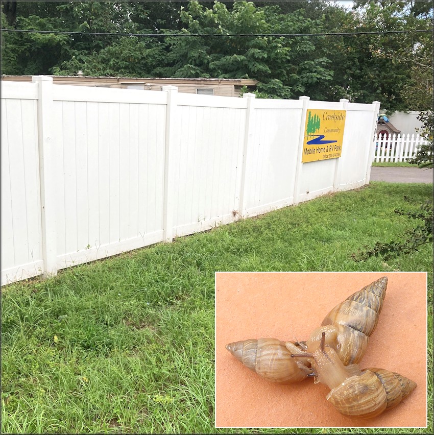 Bulimulus sporadicus At Creekside Community Mobile Home And RV Park On Leon Road