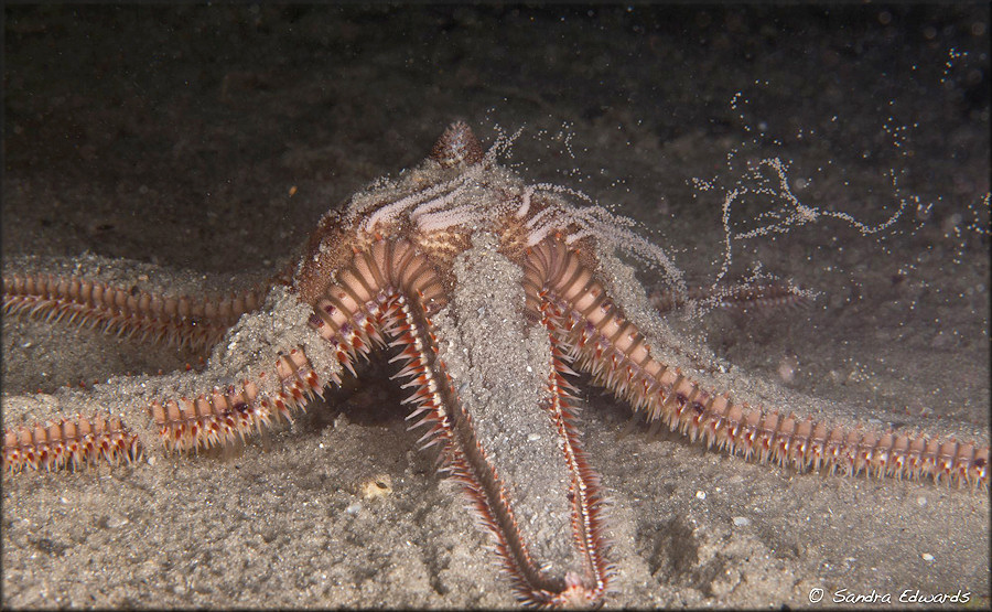 Astropecten duplicatus Two-spined Star Fish Spawning