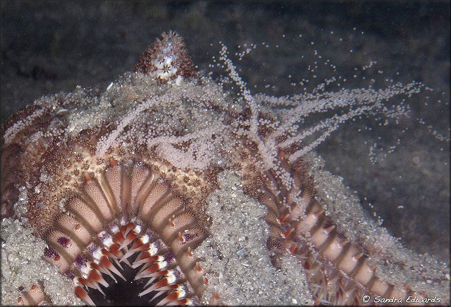 Astropecten duplicatus Two-spined Star Fish Spawning