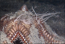 Astropecten duplicatus Two-spined Star Fish Spawning