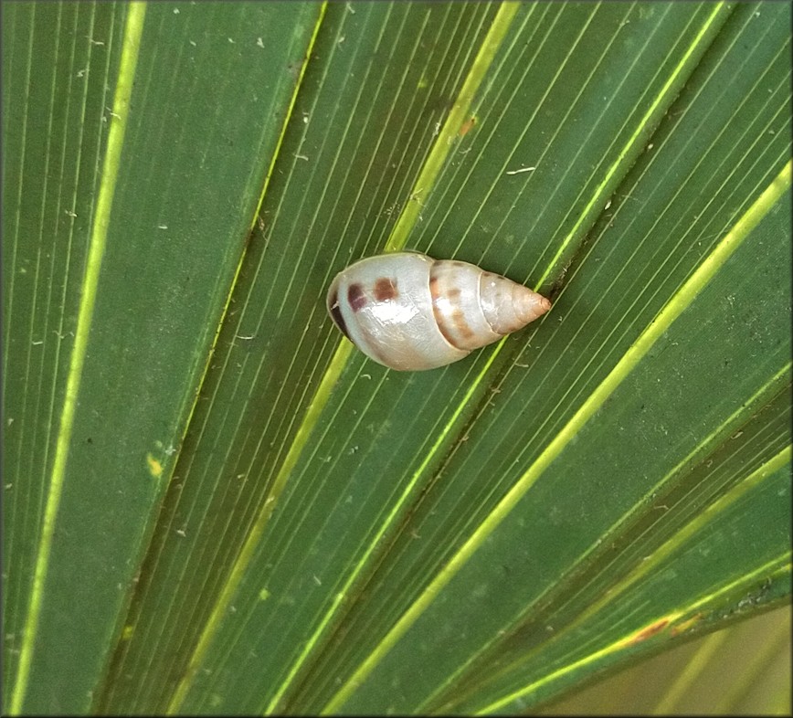 Drymaeus dormani (W. G. Binney, 1857) Manatee Treesnail In Situ