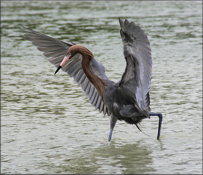 Egretta rufescens Reddish Egret