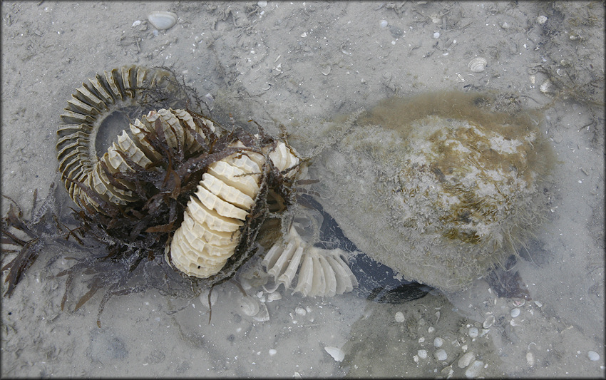 Busycon perversum (Linnaeus, 1758) Depositing Egg Capsules