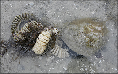 Busycon perversum (Linnaeus, 1758) Depositing Egg Capsules