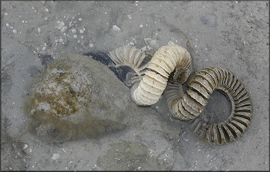 Busycon perversum (Linnaeus, 1758) Depositing Egg Capsules