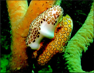 Cyphoma mcgintyi Pilsbry, 1939 McGinty's Cyphoma