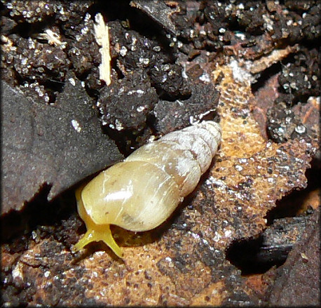 Lamellaxis micrus (d'Orbigny, 1835) Tiny Awlsnail In Situ