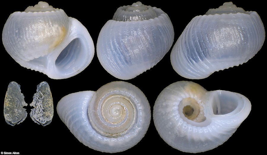 Microthyca crenellifera (A. Adams, 1862)