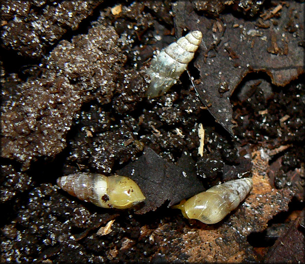 Lamellaxis micrus (d'Orbigny, 1835) Tiny Awlsnail In Situ