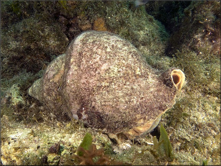 Charonia variegata (Lamarck, 1816)