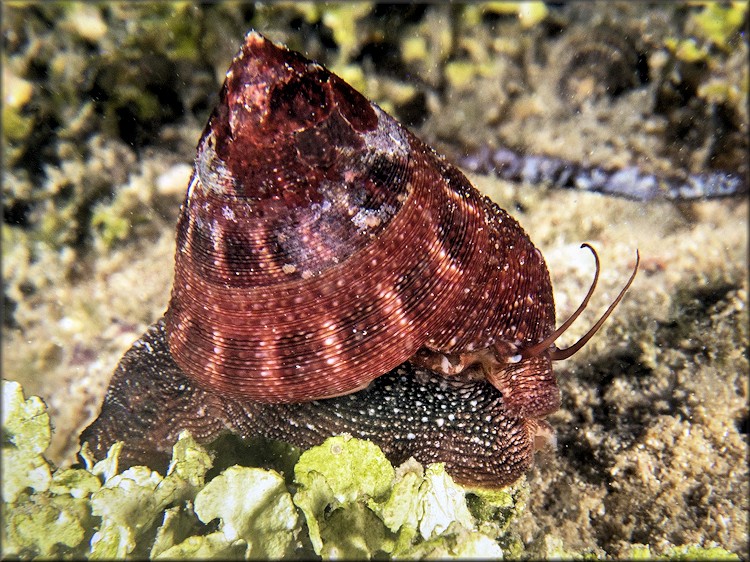 Calliostoma jujubinum (Gmelin, 1791) Mottled Topsnail