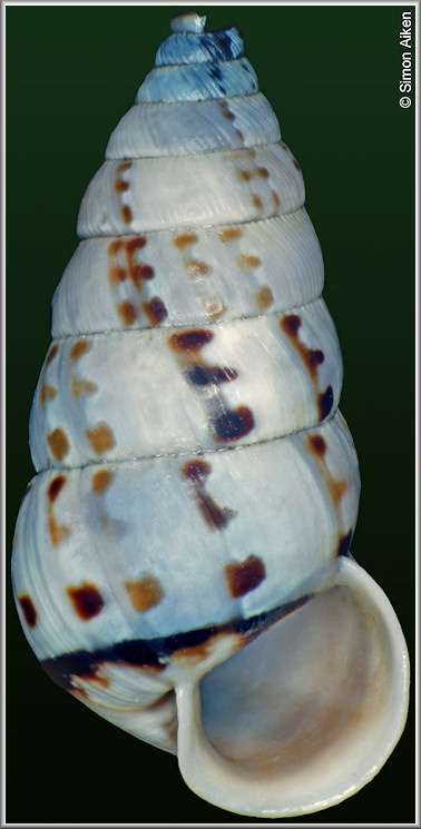 Macroceramus clerchi imiasensis Torre and Bartsch, 1943