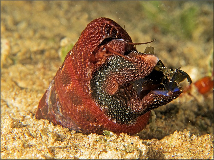 Calliostoma jujubinum (Gmelin, 1791) Mottled Topsnail