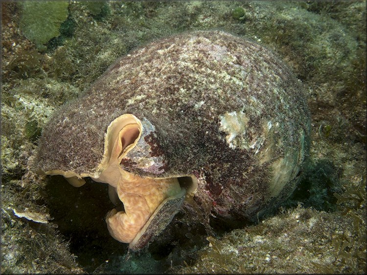 Charonia variegata (Lamarck, 1816)