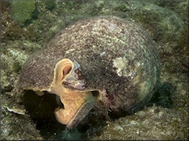 Charonia variegata (Lamarck, 1816)