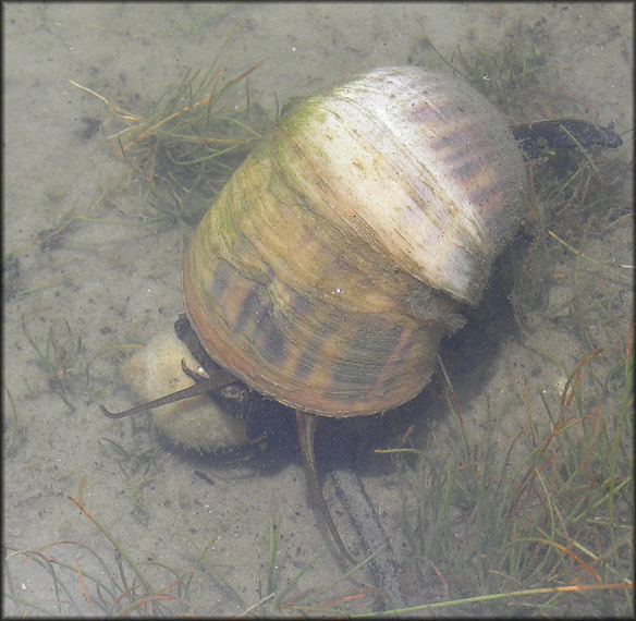 Paper mill pond Pomacea maculata foraging on the shoreline (6/27/07)