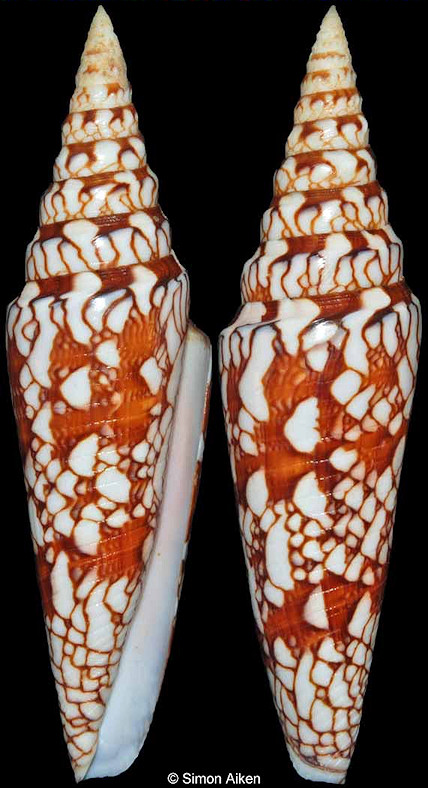 Conus milneedwardsi milneedwardsi Jousseaume, 1894