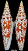 Conus milneedwardsi milneedwardsi Jousseaume, 1894