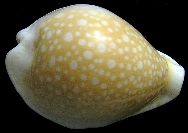 Naria miliaris (Gmelin, 1791)