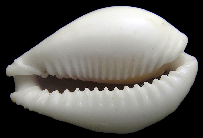 Naria miliaris (Gmelin, 1791)