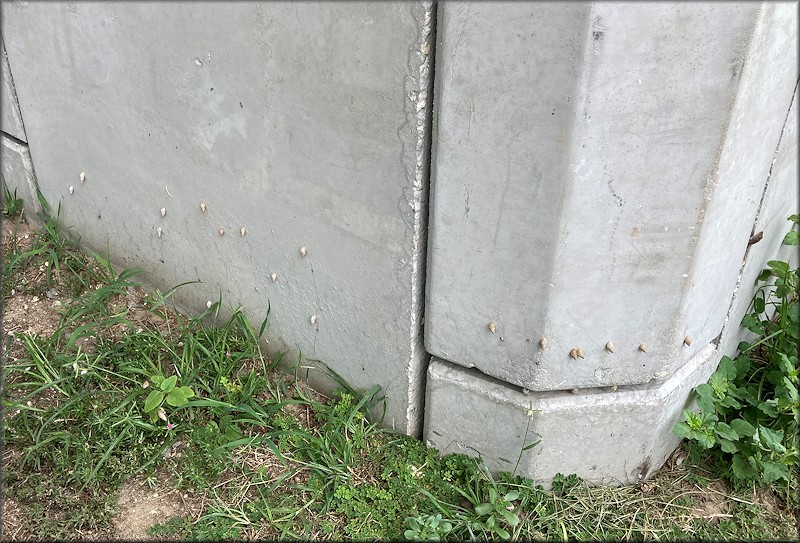 Bulimulus sporadicus At Intersection Of Mill Creek Road And Arlington Expressway