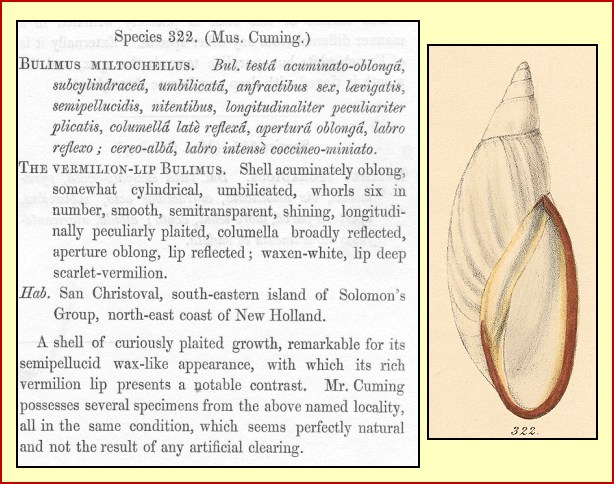 Placostylus miltocheilus (Reeve, 1848) Original Description