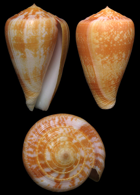 Conus ermineus Born, 1778