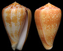 Conus ermineus Born, 1778