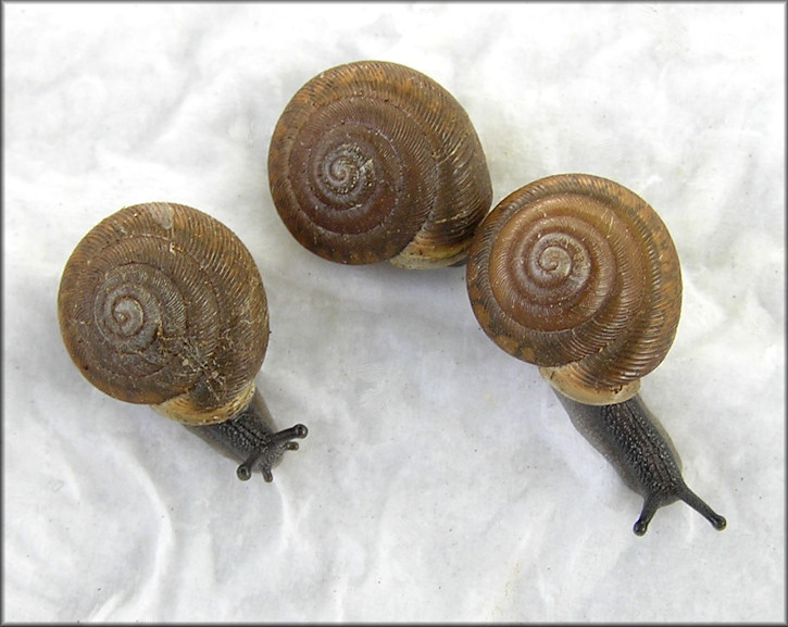 Triodopsis species "Florida Scrub Threetooth"