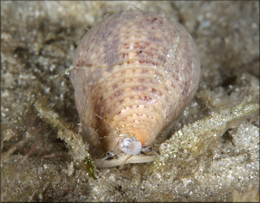 Conus mindanus Hwass in Bruguire, 1792 Bermuda Cone In Situ