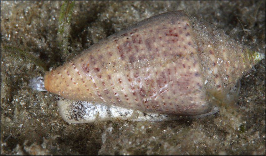 Conus mindanus Hwass in Bruguire, 1792 Bermuda Cone In Situ