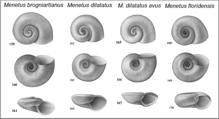 Florida Menetus