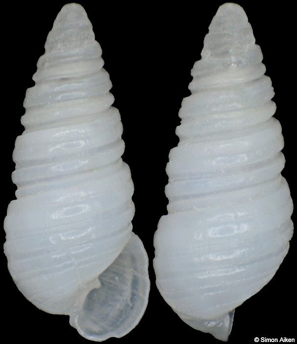 Oscilla bosyuensis (Nomura, 1937)