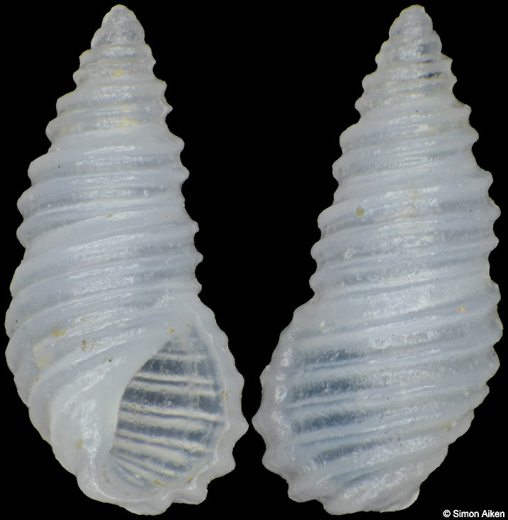 Stosicia annulata (Dunker, 1859)