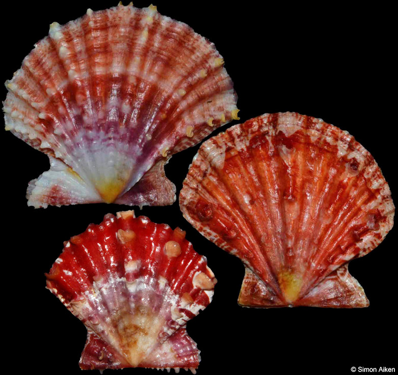 Mirapecten mirificus (Reeve, 1853)