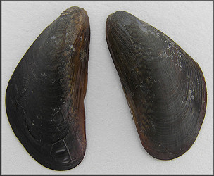 Mytella charruana (d'Orbigny, 1846) Charrua Mussel