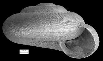 Punctum smithi J. Morrison, 1935 Lamellate Spot