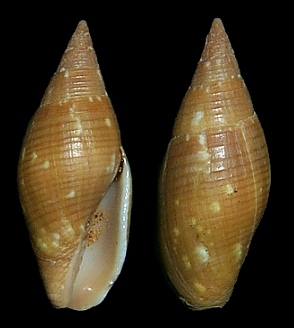 Probata barbadensis (Gmelin, 1791) Barbados Miter