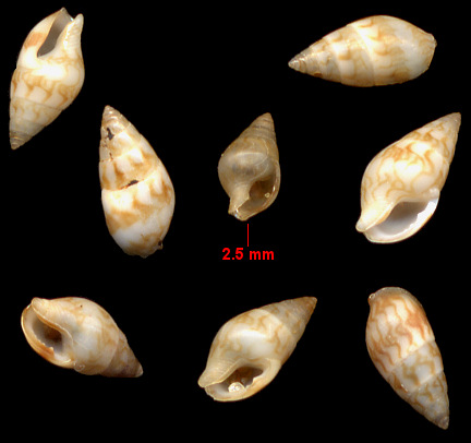 Astyris lunata (Say, 1826) Lunar Dovesnail