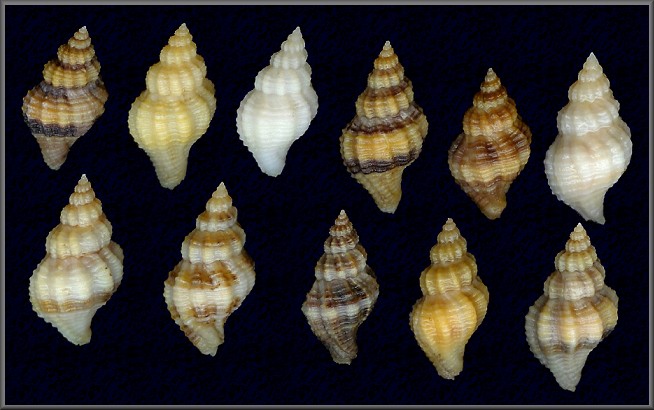 Urosalpinx cinerea (Say, 1822) Atlantic Oyster Drill 