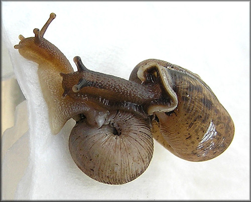 Daedalochila auriculata (Say, 1818) (large specimen) from St. Marks Pond Boulevard (10/3/2009)