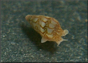 Astyris lunata (Say, 1826) Lunar Dovesnail