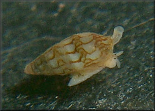 Astyris lunata (Say, 1826) Lunar Dovesnail