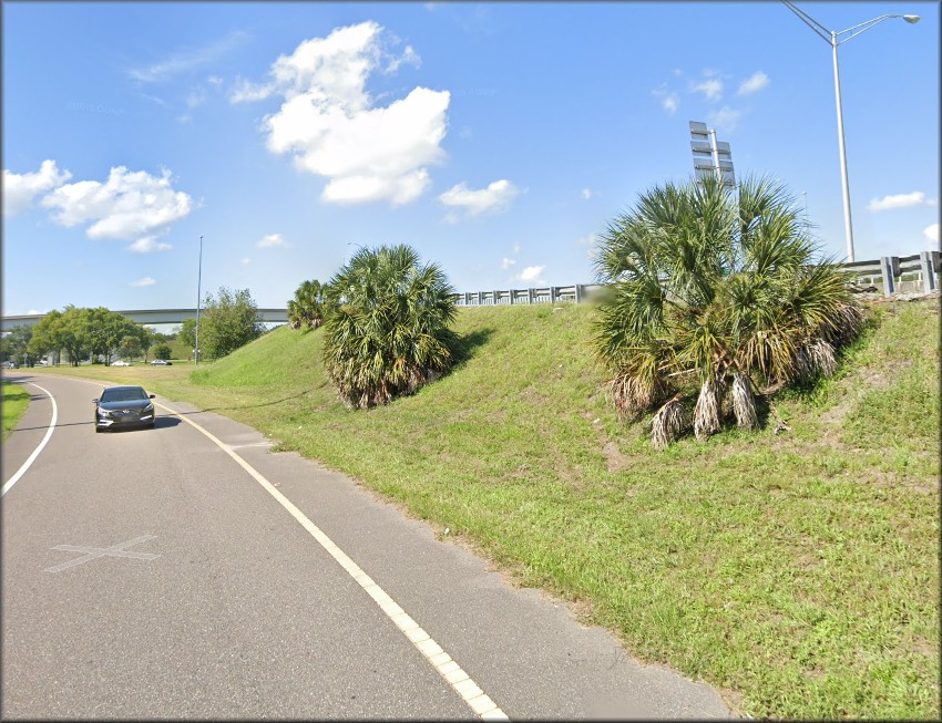 Bulimulus sporadicus On Exit Ramp From The Arlington Expressway To Southside Boulevard